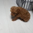윤아네