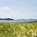 구례포해수욕장(먼동) 이미지