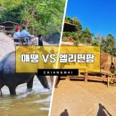태국 치앙마이 코끼리 체험 매땡 vs 엘레핀 팜 비교 후기
