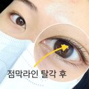 비올라(violla)