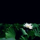 비실연꽃마을 이미지