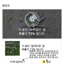 Daum 앱에서 이름모를 꽃 간단히 검색하기 이미지