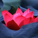 청춘을되돌리는 - 세계10대슈퍼푸드 이미지