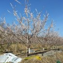 다감농원 이미지