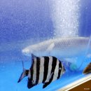 사랑의 대화 | 대구 칠곡 도남동 현지인 맛집 도남포장마차