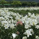 양산 황산공원 백합정원 | 백합 향기에 취하는 무료 산책 코스 솔직후기
