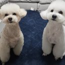 멍멍이발소 이미지