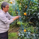 제주감귤농업협동조합남원지점 이미지