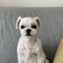 릴리리독 이미지