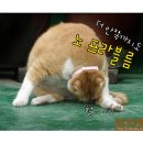 그루밍 - 전주시 덕진구 가재미로 26 | 그루밍