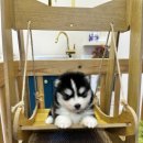 테일러퍼피 이미지