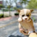 광주애견샵24시데려가개