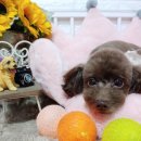 코코네 강아지 미용실 이미지