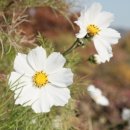 소머리곰탕황토옥 이미지