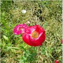 간절곶 공원 이미지