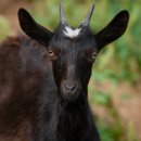 원두막 흑염소 이미지