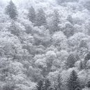 오대산 월정사에서 상원사까지 계곡을 끼고 이어지는 도보길 ‘선재길’의 눈부신 설경=계방산 아래 방아다리 약수의 전나무 숲길 이미지