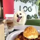 창성(애견) 이미지