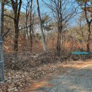 태청산 편백나무숲 트레킹길 이미지