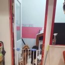 나밍밍 강아지네 이미지