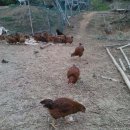 5.9일 농장일기-오골계,토종닭,유산양을 자연방사 방목으로 키우는 원스 농원입니다. 이미지