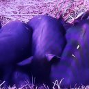 돼지꿈행운농장 이미지