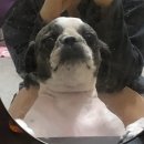 해담동물의료센터 이미지