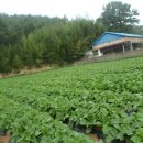 무시(무) 이미지