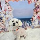 이루다 펫살롱 이미지