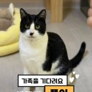 [입양홍보] 골골송 노래를 부르는, 퐁이🐱🩵 이미지