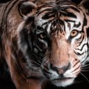 도봉-도봉-서울도봉-2368 이미지