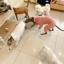 꽃담 멍발소 이미지