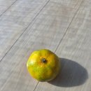 소농농장 | 소농의정 제주감귤 믿고 먹는 제주 하우스감귤 후기