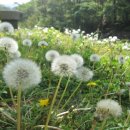 대관령PC 이미지