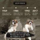 삽살개품종보존 이미지