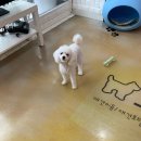 그루밍시즌 이미지