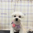 탱스땡스 이미지