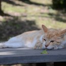 물빛동물병원 이미지