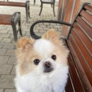 난이꾸꾸 애견미용실 | [사당역] 첫 방문에 정착 결심하게 된 '프린그루밍(구. 남현댕)' 애견미용 솔직 후기 🐾