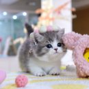 강남 고양이 분양 캣프렌즈 | 서울고양이분양 건강한 냥이 찾는다면, 강남고양이분양 캣프렌즈에서 심쿵했어요!