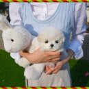 강아지분양 테디럽 이미지