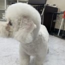 댕댕이뽀샵 이미지