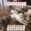 퍼니퍼피 | 포항 강아지 카페 &amp; 호텔 : 퍼니퍼피 다녀왔어요 :)