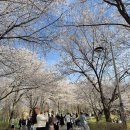 내가좋아하는 | 파주 가볼만한곳 오산리기도원 벚꽃 나들이 후기 ❤ 내가 가장 좋아하는 계절은 봄!