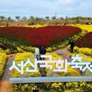 (등업있음)11월6일 "노오란 네꽃잎이 피려고"(서산국화축제) 이미지