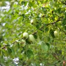 신트리공원 이미지