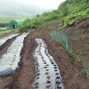 자유농장 이미지