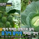 방울양배추주스 만들기, 방울양배추수프 만들기 이미지