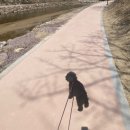 열상목장 | 아마도 꿀복어멈의 마지막 임신일기