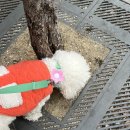 도그베이 미사점 이미지